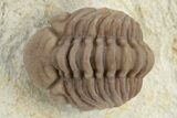 Enrolled Paciphacops Trilobite - Black Cat Mountain, Oklahoma #241430-1